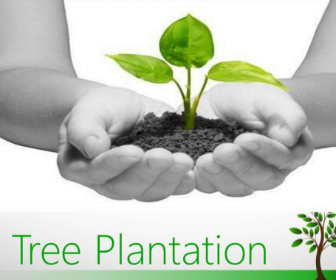 plantation